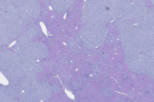 scientific image of a cross-section of mouse liver