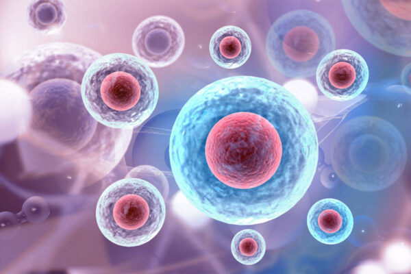 Finding order in the inner chaos of our cells
