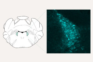 a schematic of the brain and a microscope image of cells in a region of the brain