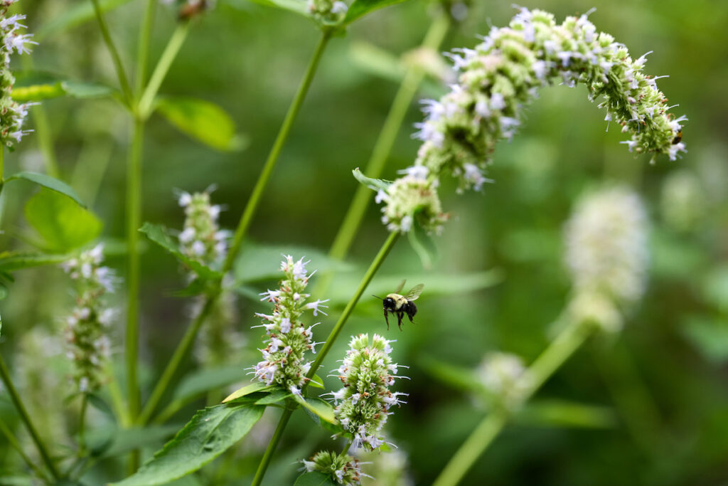 A bee hovers near delicate white flowers on a green plant in a natural setting