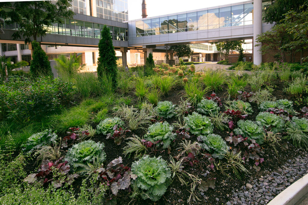 A variety of plants and flowers