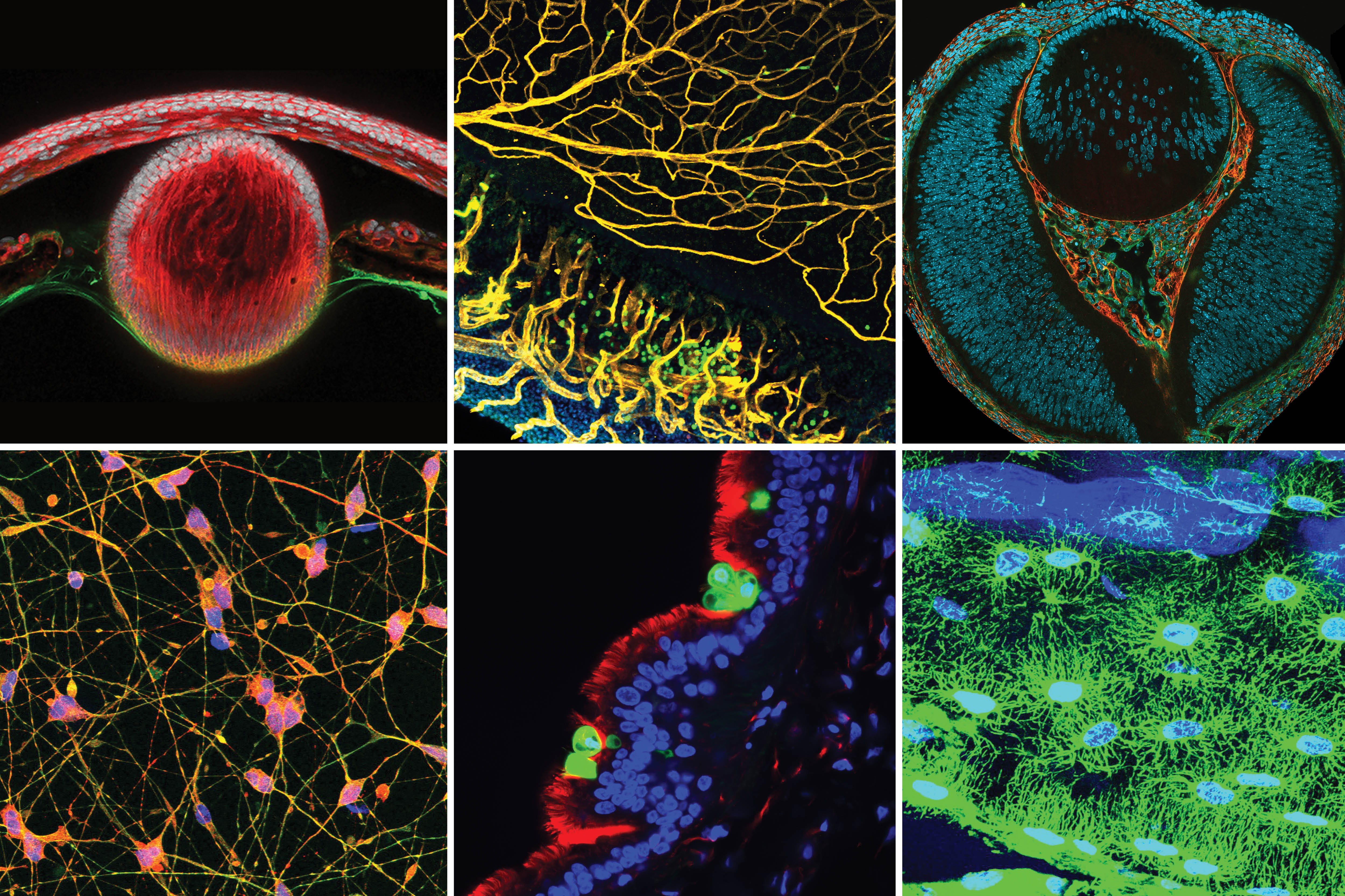 In Focus: The artistry of science
