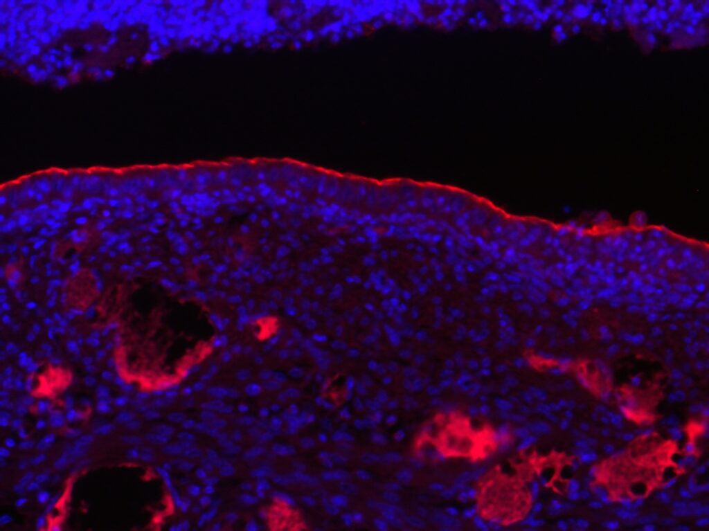 Fluorescent micrograph of uterine lining of a mouse