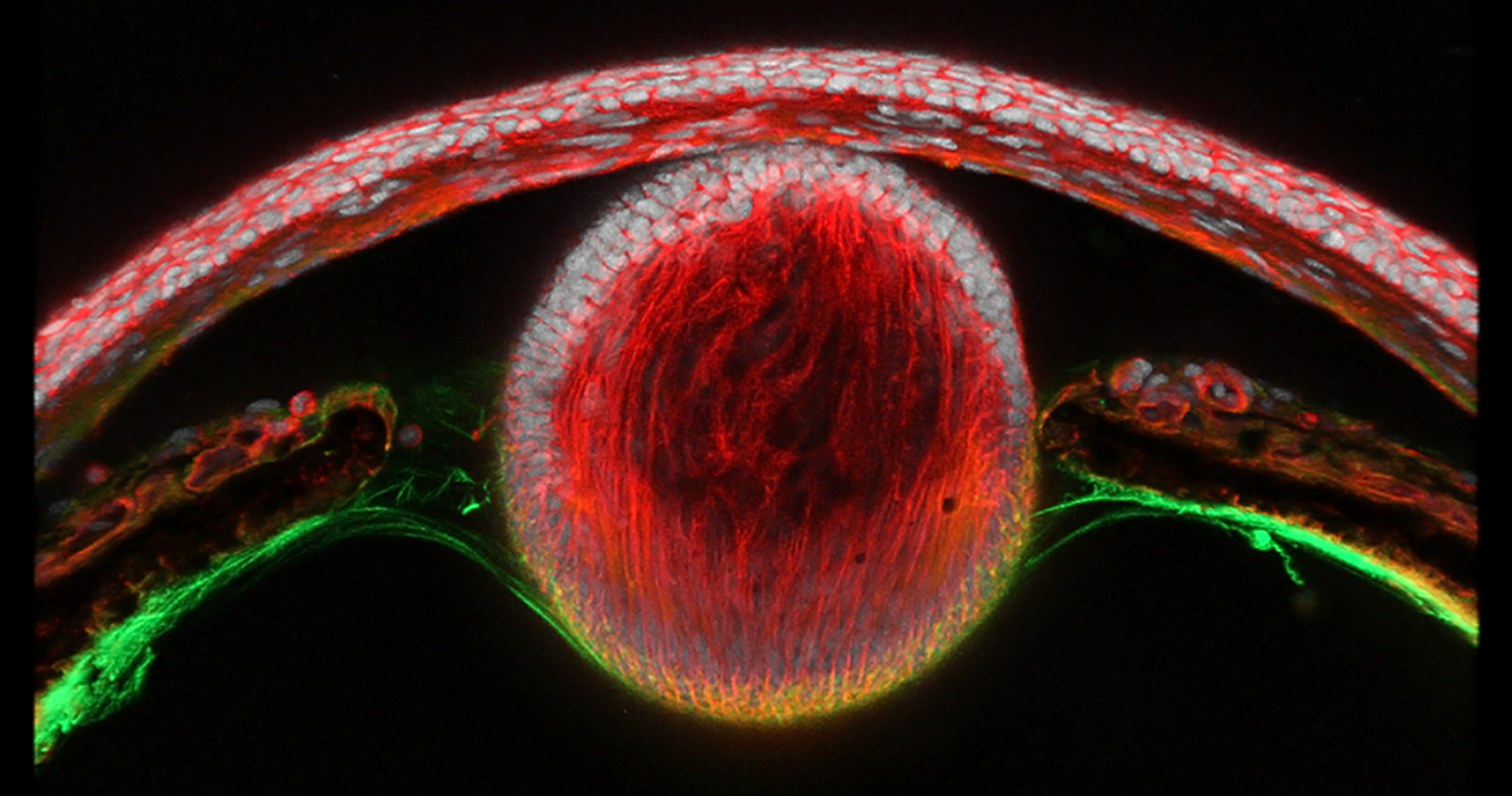 Fluorescently labeled newt eye lens